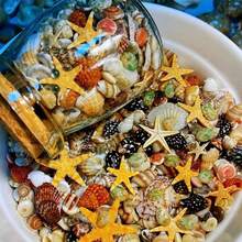 400pcs Natural Seashells & Shells, 6 Assorted Mini Types, Natural Specimen (With 1pc Glass Bottle) - Multicolor - View 5