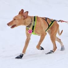 1个个性化可爱动物爪印宠物身份牌，可定制您的电话号码和宠物名字，刻有狗牌、猫牌等信息，适合户外活动，防止宠物走失，可挂在猫/狗项圈上，作为宠物吊坠装饰，采用不锈钢材质，时尚、多彩、复古、可爱、简约、萌趣十足，独特的定制设计，是宠物周年纪念日、生日礼物的理想之选，也可用于定制宠物项圈、牵引绳和胸背带，舒适易用。 - 粉色 - 查看 7