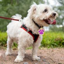 1 pieza Etiqueta de identificación personalizable con diseño de huella de animal lindo, se puede grabar con su número de teléfono y el nombre de su mascota, etiqueta de perro grabada, etiqueta de identificación de gato, etiqueta de identificación de mascota personalizada, utilizada para evitar que las mascotas se pierdan al aire libre, se puede colgar en el collar de gato/perro, colgante para mascota - Rojo - Ver 8