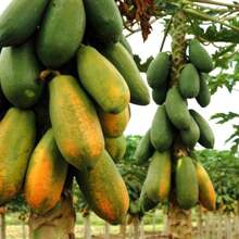 2X Formosa Sunrise ISLA Papaya Seeds - 杏色 - 查看 8