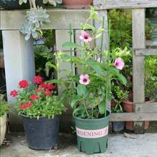 3Pcs Set Adjustable Tomato Cage Plant Support Cages Garden Cucumber Trellis Ring - 3PCS - View 8