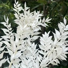 波西米亚风 4 件套干桉树套装 - 多功能白色叶子，适合家居、婚礼派对装饰 | 非常适合秋季、复活节、感恩节 | 桌面绿植装饰、情人节、礼物、生日、毕业典礼、家居装饰、圣诞装饰、房间装饰、圣诞节