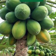 2X Formosa Sunrise ISLA Papaya Seeds - 杏色 - 查看 9