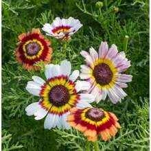 2X Chrysanthemum Burridge Seeds (Assorted) TOPSEED - 杏色 - 查看 5