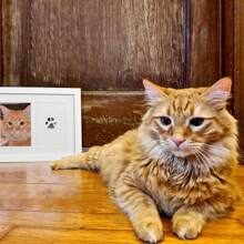 1 Pet Paw Print Commemorative Gift, Non-Contact Ink Pad For Safety Footprints, Handprints, And Pet Print Stamps, Black Ink Color - Black - View 5