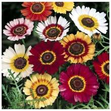 2X Chrysanthemum Burridge Seeds (Assorted) TOPSEED - 杏色 - 查看 4