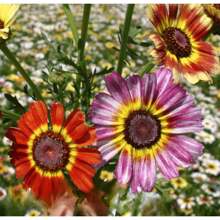 2X Chrysanthemum Burridge Seeds (Assorted) TOPSEED - 杏色 - 查看 8