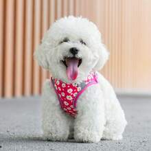 Bộ dây nịt và dây xích cho chó có đệm lưới mềm phản quang có thể điều chỉnh, phù hợp cho chó vừa và nhỏ - Nhiều màu - Xem 8