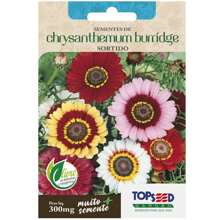 2X Chrysanthemum Burridge Seeds (Assorted) TOPSEED - 杏色 - 查看 3