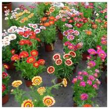 2X Chrysanthemum Burridge Seeds (Assorted) TOPSEED - 杏色 - 查看 7