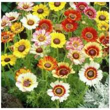 2X Chrysanthemum Burridge Seeds (Assorted) TOPSEED - 杏色 - 查看 6