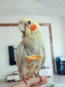 1pc Parrot Suit, Diaper, Poop Bag, Parrot Diaper, Flight Suit, Suitable For Parrots, Cockatiels, Pigeons, Washable Reusable Protective Parrot Nappy Clothes,Bird Suit Poop Bag