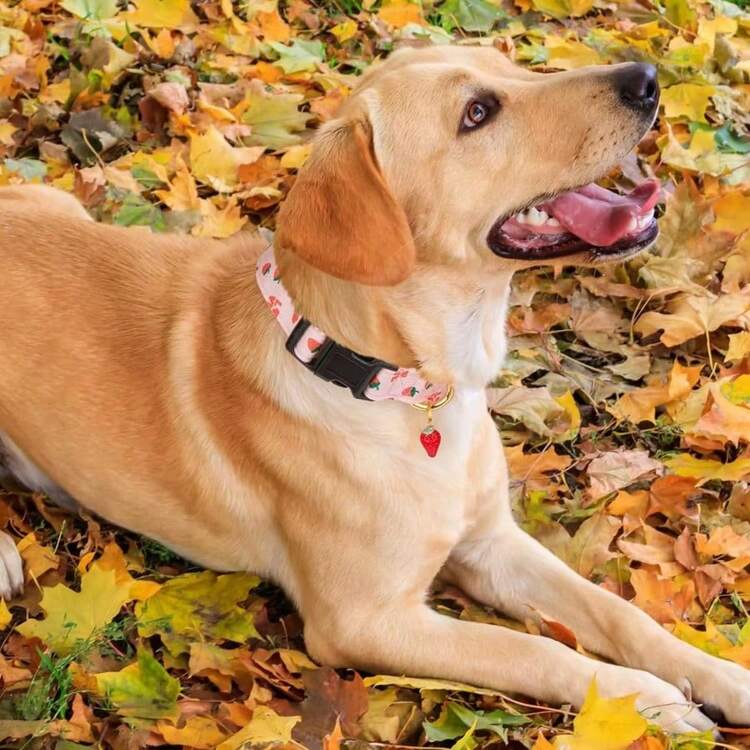 Collar de perro hecho a mano de poliéster, diseño lindo y único, colgante de fresa rosa, adecuado para perros pequeños, medianos y grandes, collar de mascota para niñas y niños - Multicolor - Ver 4