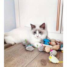 6 cái/bộ - Đồ chơi mèo mô phỏng bằng vải nhung, chống trầy xước và cắn - Nhiều màu - Xem 5