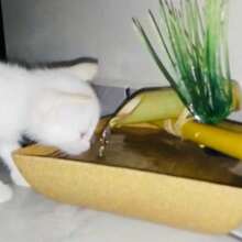 Handmade Water Fountain For Pets Splash-Free Drinker Natural Bamboo Spout For Dogs And Cats Automatic Drinker Bivolt Made With Bamboo Reservoir With 1.4 Liter Capacity - Beige - View 6