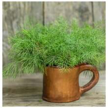 4X FELTRIN Dill Seeds - 杏色 - 查看 7