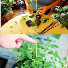 5/10pcs 50cm Bamboo Garden Stakes, Wooden Plant Support Sticks For Indoor & Outdoor Plants, Potted Climbing Plants, Crafts & DIY Projects, Natural Material - 50cm - View 3