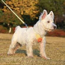 Cat & Dog Harness Set, Soft Pet Vest With Leash, Adjustable Small Breed Puppy Teddy Poodle Chest & Back Strap Training Harness Set - Multicolor - View 11