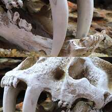 1PC 仿真树脂动物头骨摆件 DIY 水族箱鱼缸装饰配件 创意头骨造景鱼缸摆件 - 彩色 - 查看 7