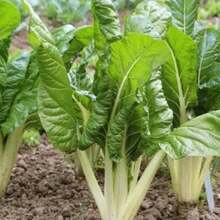 4X White Lyon Chard Seeds FELTRIN - 杏色 - 查看 7