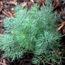 4X FELTRIN Dill Seeds - 杏色 - 查看 9