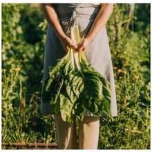4X White Lyon Chard Seeds FELTRIN - 杏色 - 查看 8