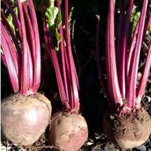 2X Katrina Beet Seeds FELTRIN - 杏色 - 查看 6