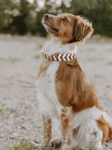 1 pièce Collier de chien ajustable fait main en matériau bicolore en PVC, laisse de luxe vintage pour animaux de compagnie