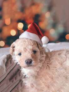 1pc Christmas Decoration Pet Christmas Hat Dog Small Plush Hat - Red - View 5