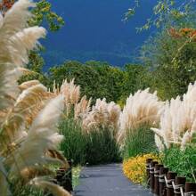 10/20/30 Stücke 60/100/80 cm hohe beige flauschige Deluxe Pampasgras Stiele, trockener Pampasgras Strauß um Boho & Landhausstil in Ihren Raum zu bringen - Pampasgras ist eine ideale Wahl für Blumenarrangements, Heimdekoration, Abschluss, Homecoming/Vasen, Hochzeiten & um eine Boho-Atmosphäre Zuhause zu schaffen. Perfekt für Halloween & Hochzeitsdekoration, Valentinstag, Geschenke Geburtstag, Herbstdekoration, Künstliche Pflanzen