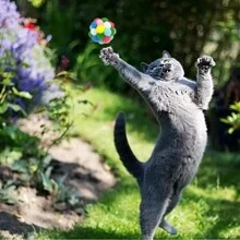 3 pièces Jouets de balles rebondissantes amusantes à motifs de chats de couleurs aléatoires, balles de peluche avec clochettes pour chaton, jouets interactifs en forme de planète pour chats à mâcher, accessoires pour animaux de compagnie