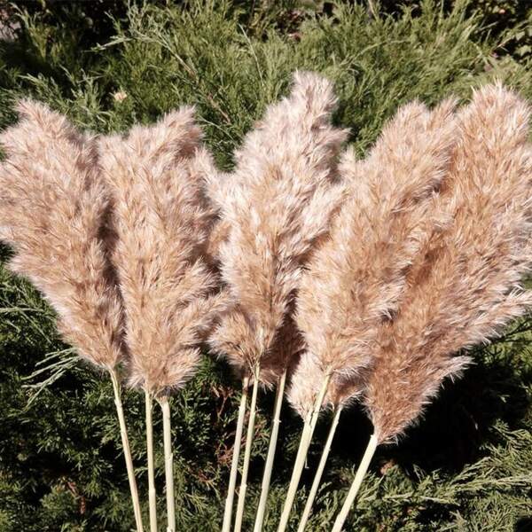 20 Pcs 23 Inch Tall Fluffy Pampas Grass XL Size Brown Dry Pompous Grass Decor Wedding Flower Boho Decor Natural Pompas Flower Bouquet (Brown, 23 Inch)