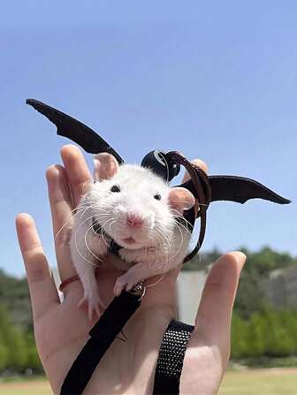 Arnés y correa con diseño de ala y correa para el hombro ajustable, apto para mascotas pequeñas como lagarto, cobaya, hámster, ratón y rata