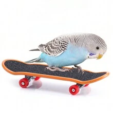 1 件鹦鹉、乌龟、蜥蜴主题滑板训练玩具，图案和颜色随机