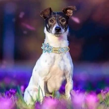 Vòng cổ cho chó bằng nylon họa tiết hoa 6 cánh, vòng cổ thú cưng được cá nhân hóa, có thể điều chỉnh và chống thất lạc - màu đen - Xem 9