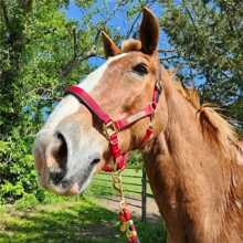 Customized Engraved Horse Bridle Nameplate - Stainless Steel Personalized ID Tag For Horse Bridle, Saddle And Collar - Durable Equestrian Equipment,Durable,Engraved,Colorful,Cute,Adorable,Funny,Kawaii,Y2K,Stylish,Unisex,Casual,Custom,Personalized,Unique,Customized,Ideal Gifts For Him,Ideal Gifts For Her,Her,Boyfriend,Girlfriend,Family,Friends,For Anniversaries,For Valentine's Day,For Mother's Day,For Birthdays,For Children's Day,For Father's Day,For Graduation,For Weddings,For Housewarming - Multicolor - View 3