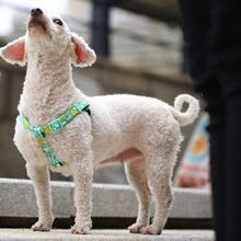 1 Pc Dog Harness For Large Dogs Soft Adjustable Skull Printed Pet Harness For Small And Medium Dogs Chest Vest Strap Suitable Halloween - Blue - View 11