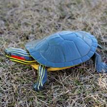 逼真可爱的红耳龟模型，儿童塑料爬行动物玩具，漂浮沐浴玩具，儿童生日礼物，教育认知模型