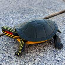 逼真可爱的红耳龟模型，儿童塑料爬行动物玩具，漂浮沐浴玩具，儿童生日礼物，教育认知模型