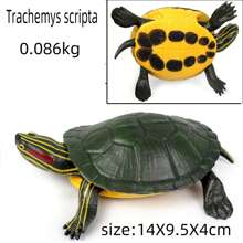 逼真可爱的红耳龟模型，儿童塑料爬行动物玩具，漂浮沐浴玩具，儿童生日礼物，教育认知模型