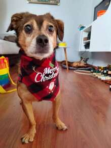 1/2 Pcs Christmas Triangular Scarf, Bib, Pet Party, Family Members, Pet Scarf, New Year Celebration, Christmas Tree Decoration, Napkin