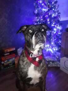 1/2 Pcs Christmas Triangular Scarf, Bib, Pet Party, Family Members, Pet Scarf, New Year Celebration, Christmas Tree Decoration, Napkin