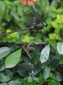 2 件/6 件黑蜻蜓悬挂装饰，木柱蜻蜓花园装饰，防水逼真蜻蜓适合室内/室外