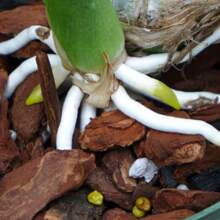 Sustrato de Corteza de Pino para Orquídeas para macetas jardín Contiene 600 gr - Marrón Chocolate - Ver 2