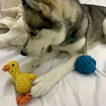 1 件装宠物牙刷编织绳玩具带手柄，耐用狗狗咀嚼玩具，用于牙齿护理，适用于猫狗 - 彩色 - 查看 10