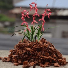 Tierra para orquídeas y suculentas, transpirable y absorbente de agua, agregar agua y remojar antes de usar, desinfectada y desalinizada previamente para jardinería y patios domésticos