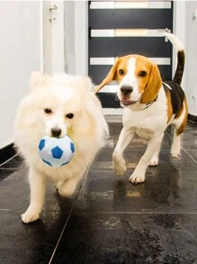Juguetes de perro con chirrido - Pelotas masticables duraderas para perros, juguetes de peluche suave con chirrido para perros pequeños y medianos, regalo de cumpleaños para cachorros - Multicolor - Ver 9