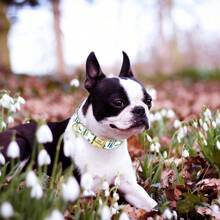 Customized Printed Cactus & Dog Engraved Nylon Personalized Pet Collar, Adjustable & Anti-Lost