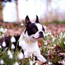 Customized Printed Cactus & Dog Engraved Nylon Personalized Pet Collar, Adjustable & Anti-Lost