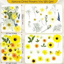 Dried Pressed Flowers For Epoxy Resin Molds Dried Flowers For Crafts Scrapbooking Supplies Jewerlry Making Greeting Cards DIY Nail Decorations Edible Flowers With 1pc Tweezers(Sunshine Style - Hồng Vàng Trắng - Xem 4